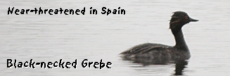 bird watching holiday spain ebro delta black-necked grebe photo
